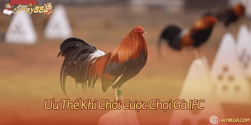 Cách theo dõi trực tiếp và qua video